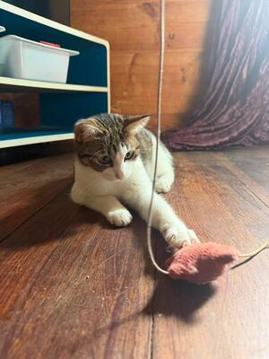 Adopter Zoé