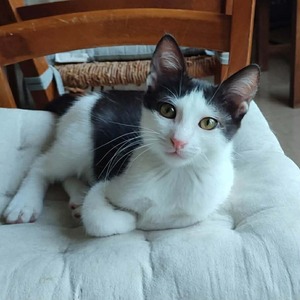 Adopter FURY