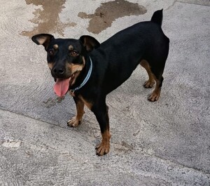 Adopter GALLETA