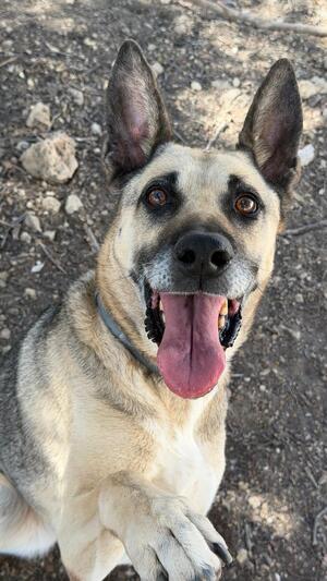 Adopter Alba