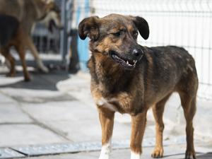 Adopter Cléa