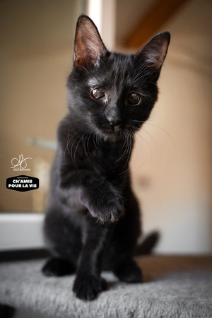 Adopter MOKA