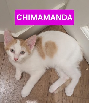 Adopter CHIMAMANDA 