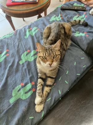 Adopter Punkie