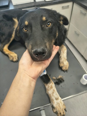 Adopter Soren