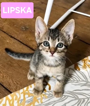 Adopter LIPSKA