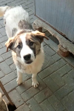 Adopter Haxo