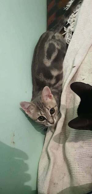 Adopter Baklava