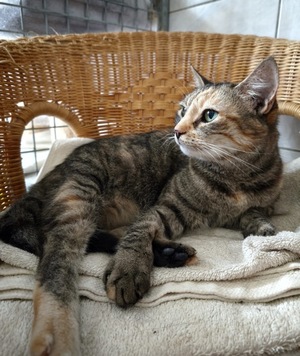 Adopter LILA