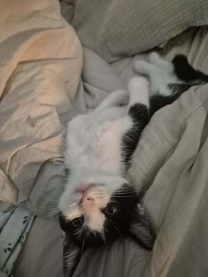 Adopter OREO