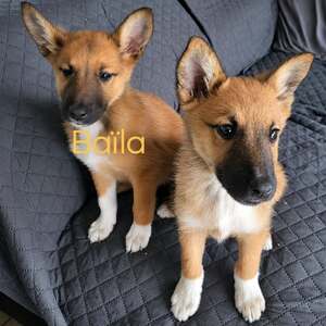 Adopter Baïla 