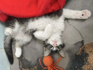 Adopter MANNY