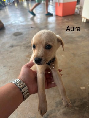 Adopter Aura