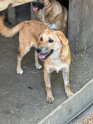 Adopter Taria