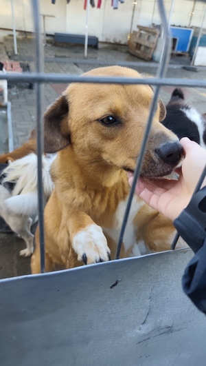 Adopter Eros