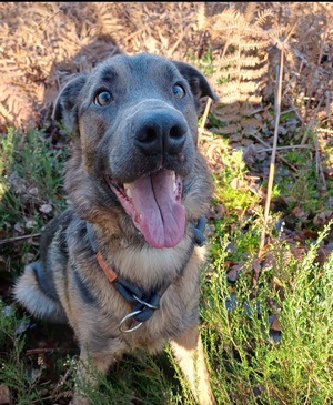 Adopter Meet