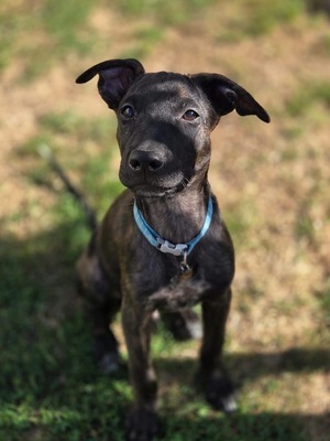 Adopter Kumo