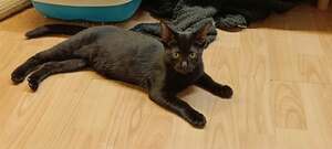 Adopter Brixia