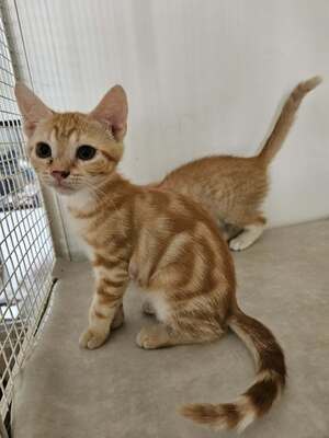 Adopter Perle