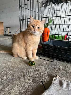 Adopter Tidou