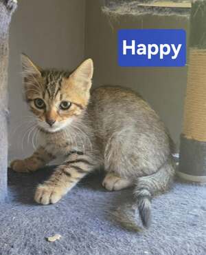 Adopter Happy