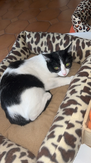 Adopter Boogie