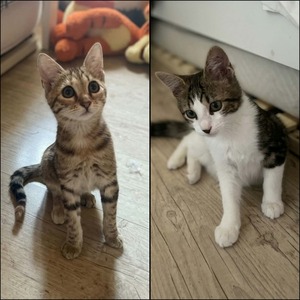 Adopter Blini et Bond