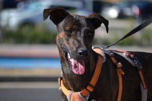 Adopter Sardina