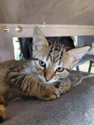 Adopter Brun