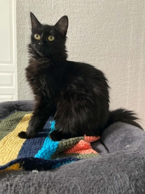 Adopter SHRIMPIE 