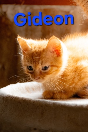 Adopter Gideon 