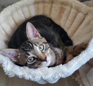 Adopter Bono