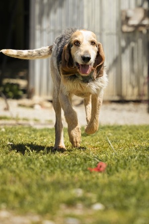 Adopter Albert