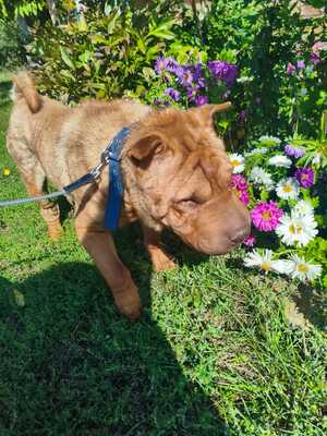 Adopter Tom 
