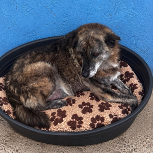 Adopter Caramelo