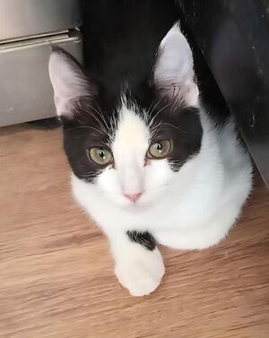 Adopter Bloomy