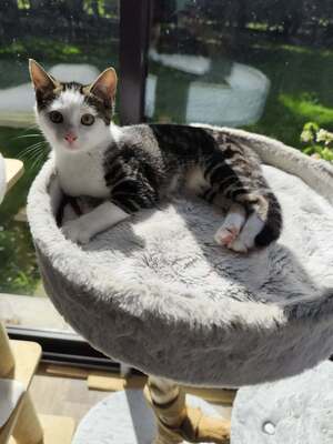 Adopter Bao