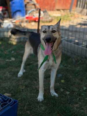 Adopter Lynx