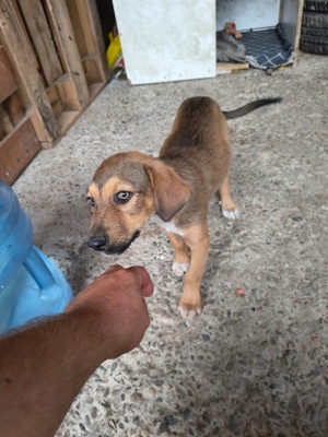 Adopter Melfi