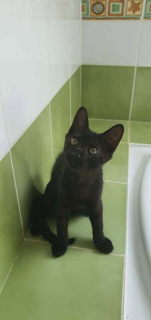 Adopter Berlingot