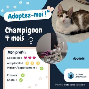 Adopter Champignon