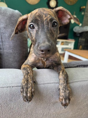 Adopter Kaori
