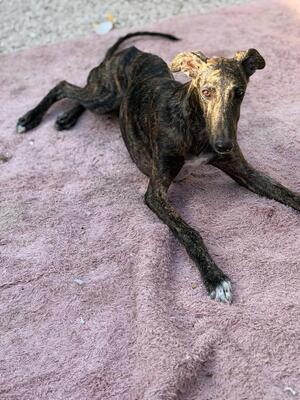 Adopter Maxi