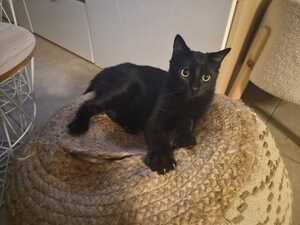 Adopter Boston