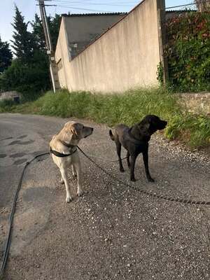 Adopter Alfred et Robin