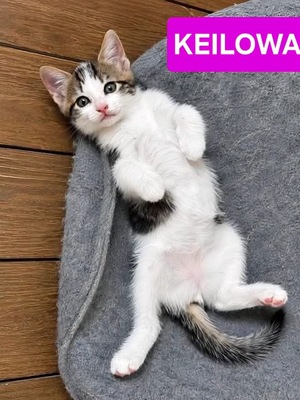 Adopter KEILOWA