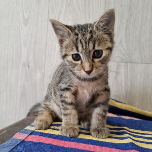 Adopter Bach