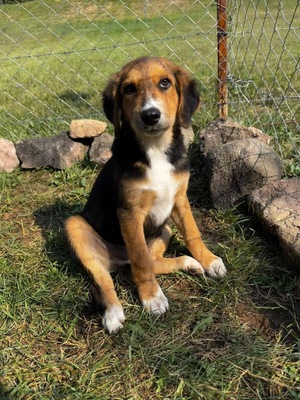 Adopter Teddy