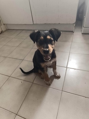 Adopter Mafa
