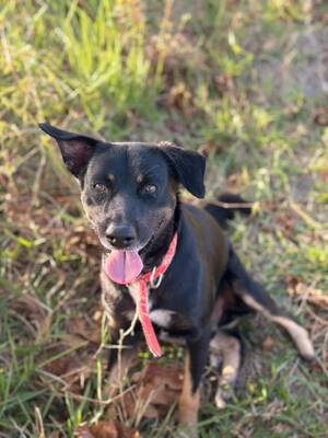 Adopter Blacka